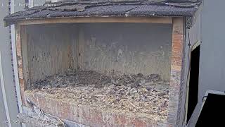 U of A Peregrine Falcon Camera live webcam