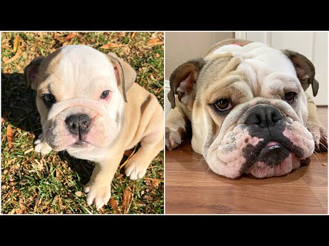 Watch my BULLDOG PUPPY GROW up! English Bulldog Lola