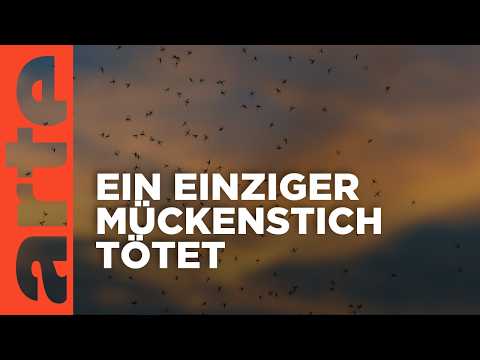 Video Thumbnail: Kenia: Die Mücken schlagen zurück | ARTE Reportage