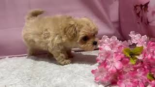 ハーフ犬の動画01