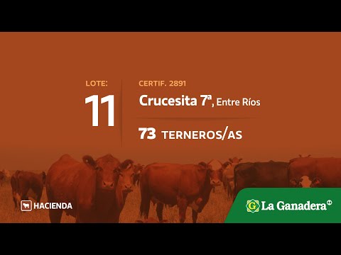 Lote Terneros/as en Crucesitas 7Ma