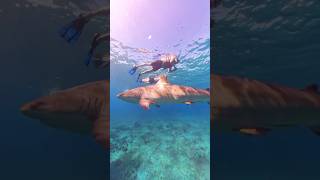 Close Encounters while swimming with Sharks | Inside Celebrity Cruises’ Most Advanced Ship 2025