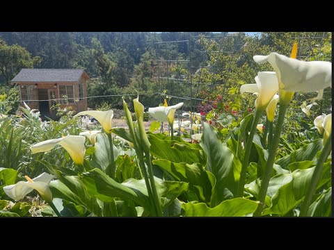 , title : 'Calas Alcatraz Lirios Blancos... Mi Secreto! (Cala Lily) 💚🌿💚 // Nuestro Jardin11'