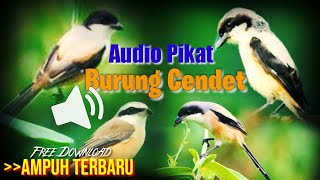 Download lagu Suara PIKAT Burung CENDET Memanggil Jantan Mp3 Paling AMPUH Terbaru - Cocok Juga Buat Masteran mp3