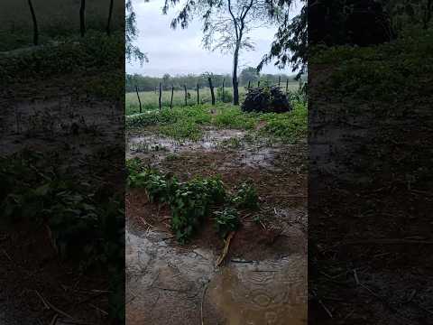 DIA DE CHUVA EM RIO DO PIRES - BAHIA #fazenda #gado #agro #vidanaroça