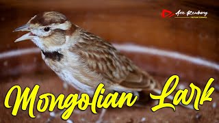 Download lagu MASTERAN BRANJANGAN MONGOL GACOR (MONGOLIAN LARK) MATERI SUPER PEDES mp3