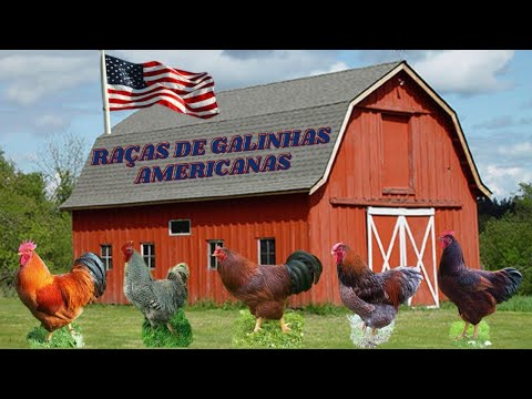 , title : 'Descubra 5 incríveis raças de galinhas americanas para criação'