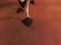 Madagascar Marty Stayin Alive