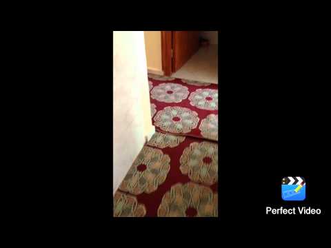 Funny Cats Compilation [Most See] Funny Cat Videos Ever