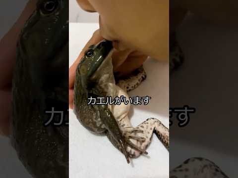 世界一裕福なカエル