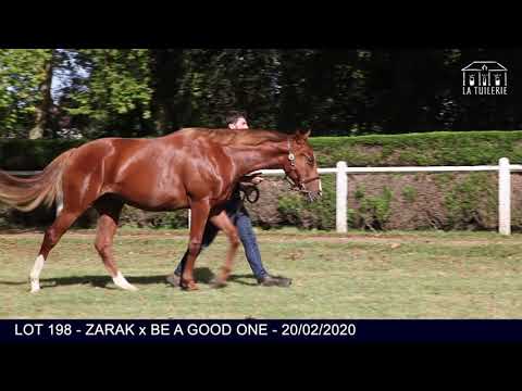 2021 October Yearling Sale - Lot 198 c. ZARAK x BE A GOOD ONE