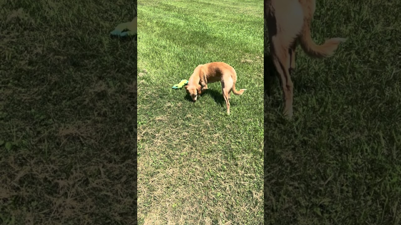 Miss. Bella, a Adoptable Hound in Rocky Mount, NC video 3/3