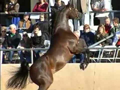 SF Sir Real (Imp USA)