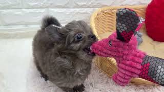 ハーフ犬の動画01