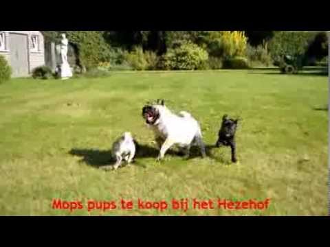 3  Mops pups video