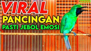 Download lagu Pancingan Cucak Ijo Gacor Ini Bikin Cepat Menaikan Emosi Ijo Lain Seketika ! Tembakan Tembusss !!! mp3