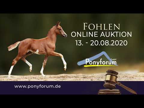 DJERBA VM SF v. Dating Point AT x Bennos Dream