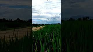 Download lagu Story W.A 30 Detik - Cidro 2 - Versi Dangdut Koplo mp3 Download lagu Story W.A 30 Detik - Cidro 2 - Versi Dangdut Koplo mp3