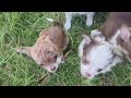 Chihuahua dogs for sale: Charlie Brown Smooth Coat  - Video 3