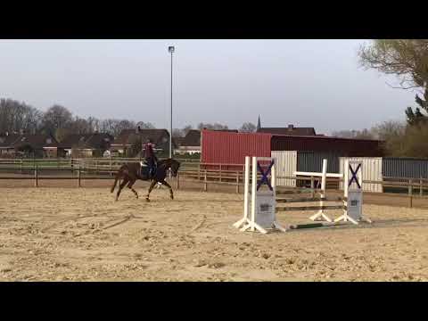 Fioretta 4 jährige Stute/ v. Franziskus - London Swing - Dr. Jackson. 1