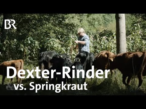 , title : 'Zum Fressen gern: Dexter Mini-Rinder als Bekämpfung gegen Springkrautplage |Schwaben & Altbayern |BR'