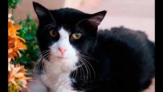 Семья взяла из приюта 20-летнего кота! Они даже не подозревали что будет дальше