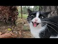 Tuxedo Cat Who Missed Me So Much Started Meowing Loudly When She Saw Me