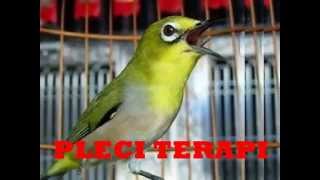 Download lagu Terapi Pleci Bisu Menjadi Gacor Abis | Masteran Pleci Kacamata Si Putih mp3 Download lagu Terapi Pleci Bisu Menjadi Gacor Abis | Masteran Pleci Kacamata Si Putih mp3