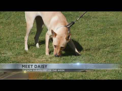 Tucson Subaru's Pet of the Week: Meet lively Daisy - YouTube