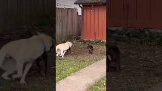 Video preview image #1 Mutt Puppy For Sale in Germantown, OH, USA
