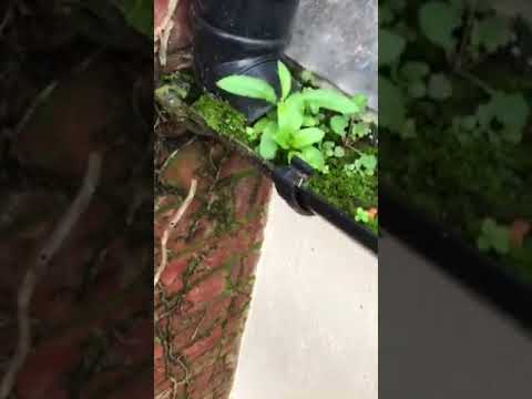 Steve's Gutters & Sons video.