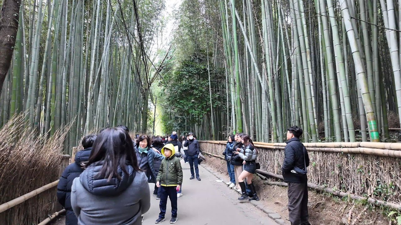 Walking Arashiyama Bamboo Forest - Kyoto, Japan