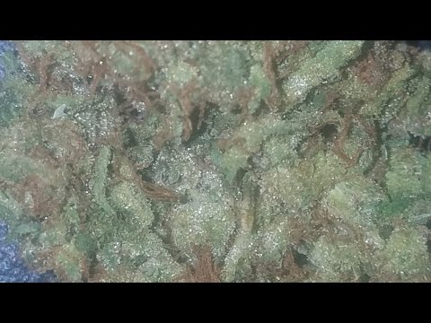 download lagu mp3 mp4 Double Lemon Cheesecake Strain, download lagu Double Lemon Cheesecake Strain gratis, unduh video klip Double Lemon Cheesecake Strain