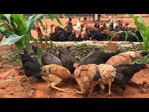 Como fazer a galinha VOLTAR A BOTAR OVOS TODOS OS DIAS? Melhores dicas | AGROCRIACAO