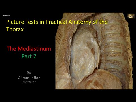 Test obrazkowy z anatomii klatki piersiowej - śródpiersie (część 2)