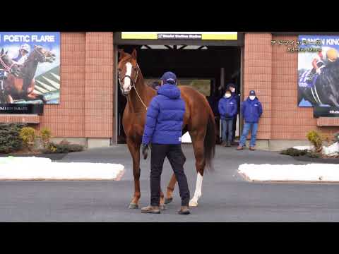 アドマイヤマーズ(Admire Mars) - 社台スタリオンパレード2022