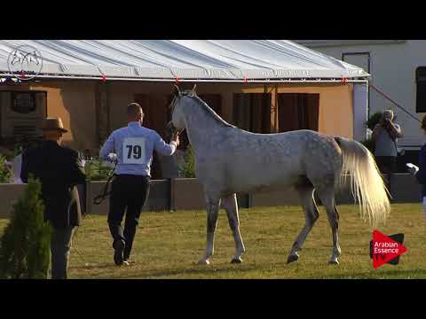 N.79 ALMANZOR - Radom 2017 - 7 Years old and Older Stallions (Class 10)