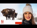 Winter SAFARI in Poland or where to find the BISON - the king of the forest | Nastasia's world