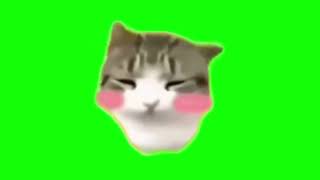 cute cat green screen