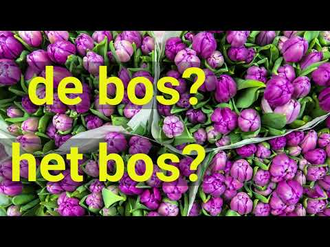 Dutch Definite Articles Video