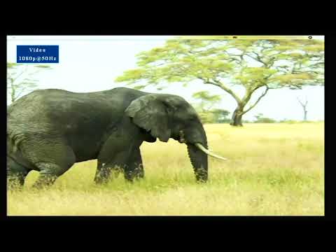 CEUTEH 2017 : Developing APP