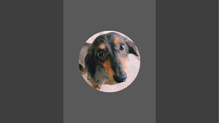 ネルくんとパパのゲリライブ🐶 | 作業や勉強、睡眠のおともに | 犬のいる暮らし