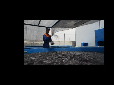 Orang kontol kecil di celana pendek Terkecil anggota berdiri