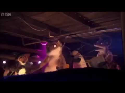 Mongrels | Anti-Chicken Song