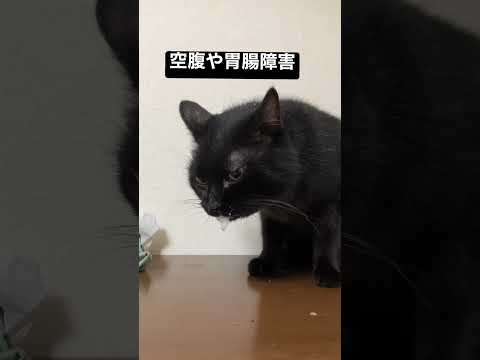 猫が薬を飲んだ後に口から泡を吹く - 原因