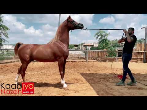 AL BAHHAR JFD . SOLAZ J BY Justify & C MARCS APRIL ROSE BY QR Marc