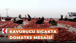 Kavurucu sıcakta domates mesaisi