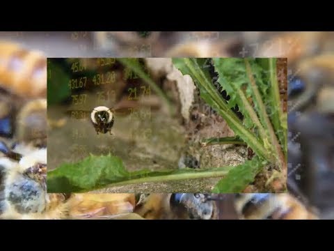 Video thumbnail for Bees