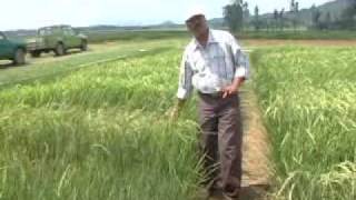 preview picture of video 'Drought tolerance in rice: progress at IRRI'