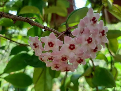 , title : '[ DƯƠNG ANH] Kỹ thuật trồng, chăm sóc cẩm cù trong chậu nở nhiều hoa'